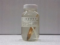 藏品(臺灣(魚銜))的圖片